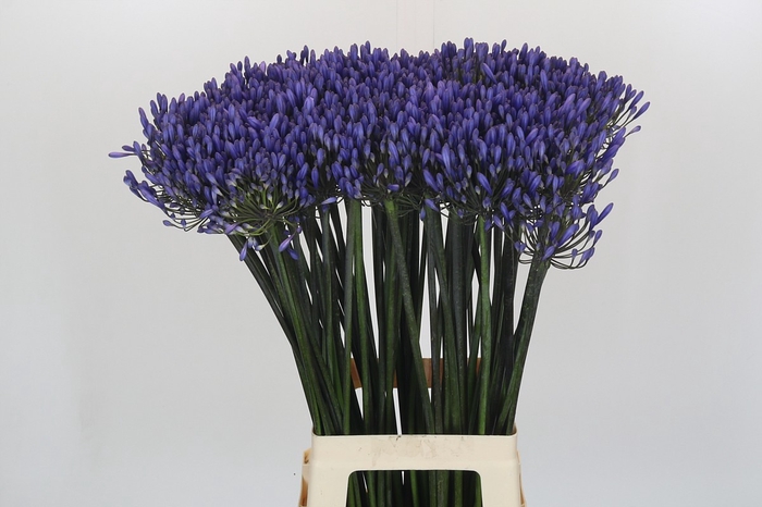 <h4>Agapanthus Dr Brouwer</h4>