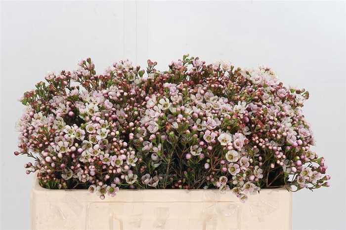 <h4>Chame Mi Liron</h4>