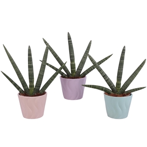 Sansevieria Cylindrica Handshake in Ø14cm Ceramic SE662