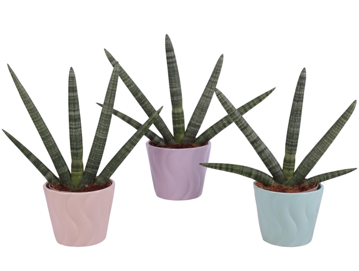 <h4>Sansevieria Cylindrica Handshake in Ø14cm Ceramic SE662</h4>