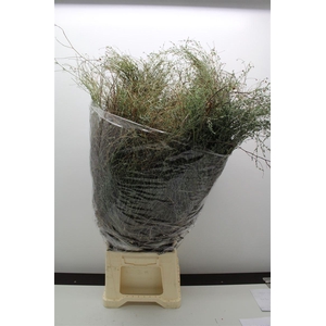 Thymus Falso Bs