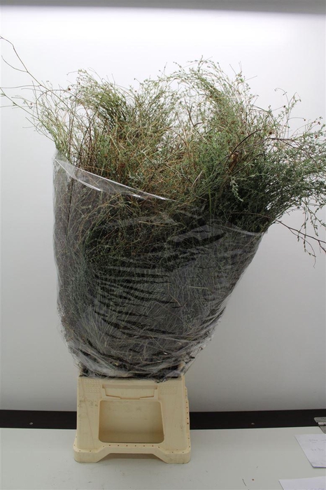 <h4>Thymus Falso Bs</h4>