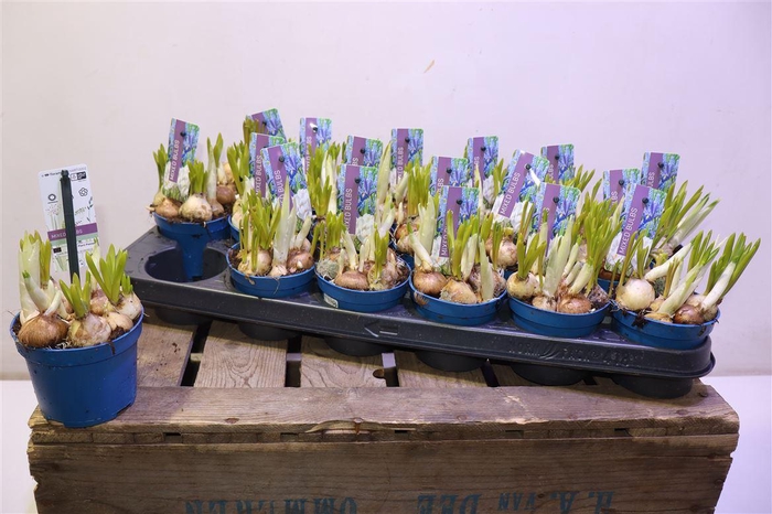 <h4>Bolbloemen Gem</h4>