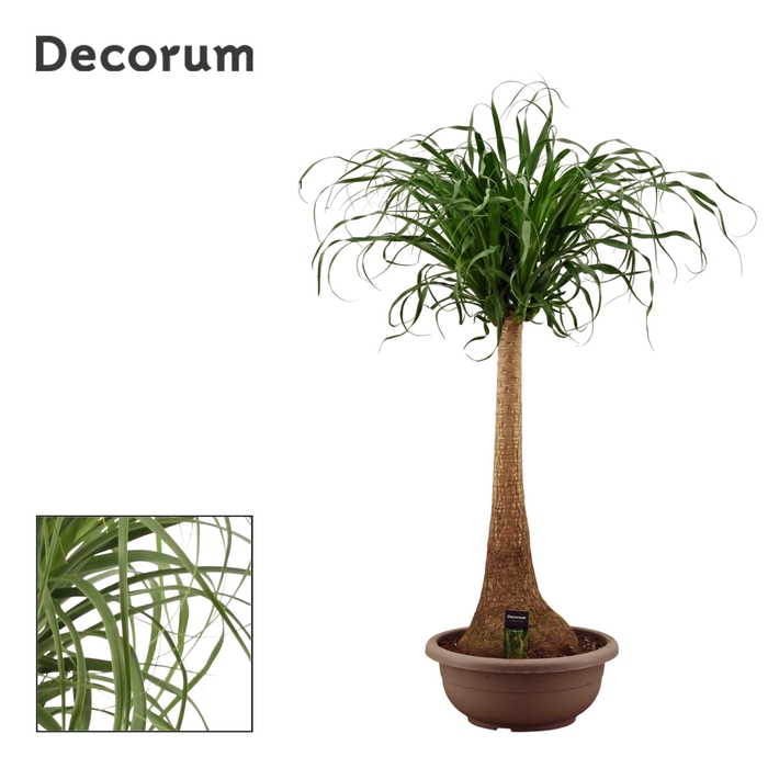 <h4>Beaucarnea Recht 40 cm in schaal(Decorum)</h4>
