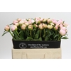 Paeonia Alertie