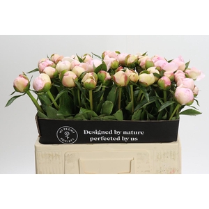 Paeonia Alertie