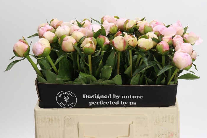 Paeonia Alertie