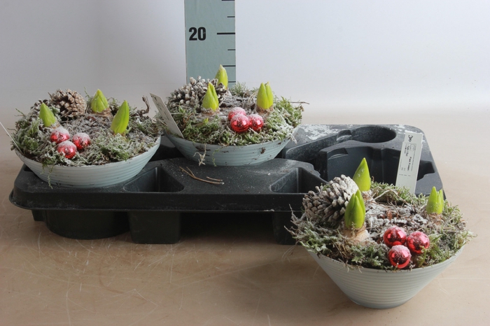 <h4>ARR HYACINTH</h4>