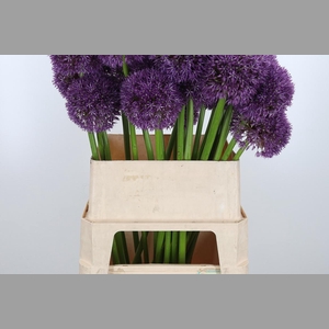 Allium Grootbloemig
