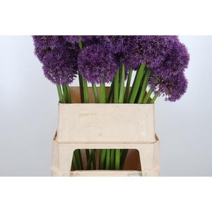 Allium Grootbloemig