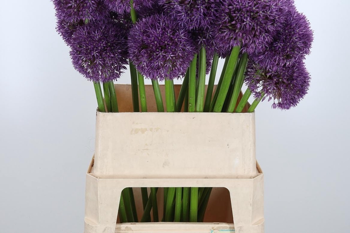<h4>Allium Grootbloemig</h4>