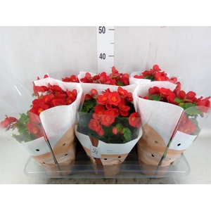 Begonia elat. HL 'Belove Red'