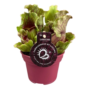SARRACENIA OV