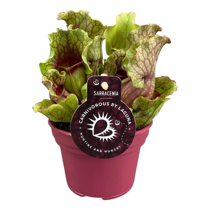 <h4>SARRACENIA OV</h4>