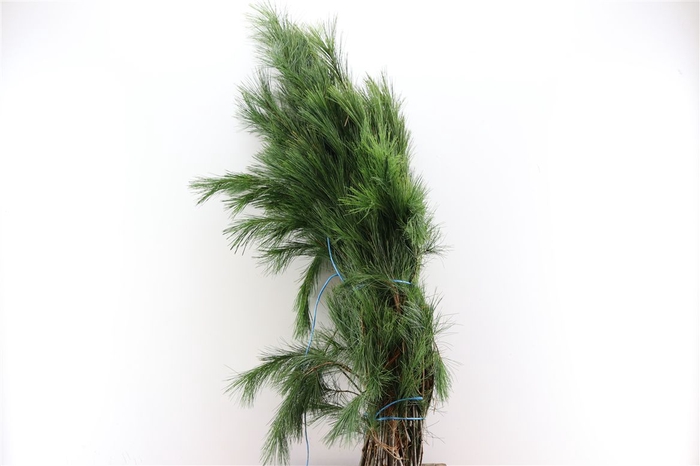 <h4>Pinus Handbos P Bunch</h4>