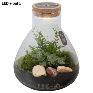 Arr.   Kamerplant Groen H%