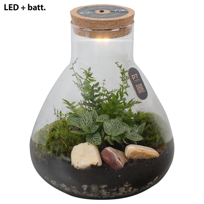 <h4>Arr.   Kamerplant Groen H%</h4>