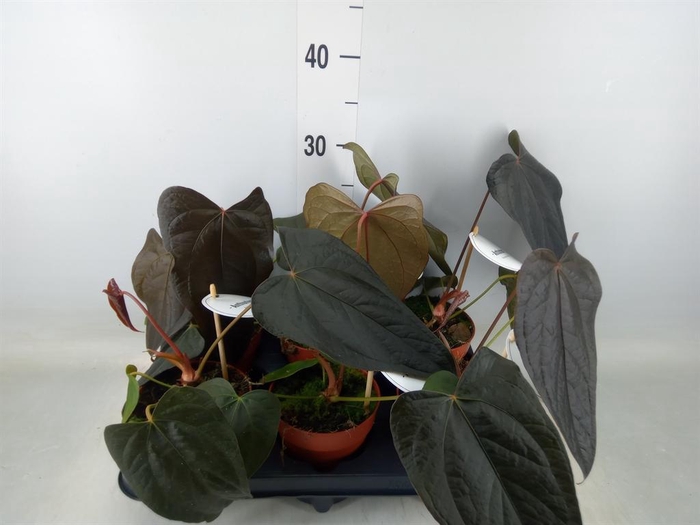 <h4>Anthurium   ...</h4>