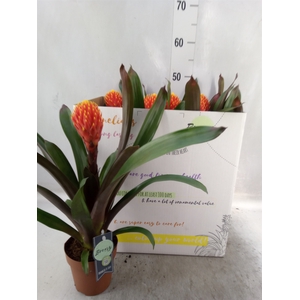 Guzmania  'Tala'