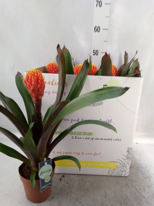 <h4>Guzmania  'Tala'</h4>