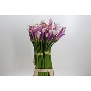 Zantedeschia Eydolls Purple White