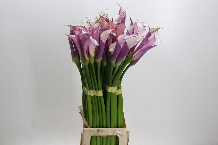 Zantedeschia Eydolls Purple White