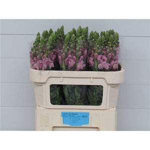 Antirrhinum Lavender