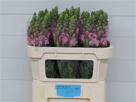 Antirrhinum Lavender