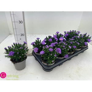 ASTER D AL PURPLE RO