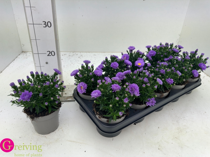 <h4>ASTER D AL PURPLE RO</h4>