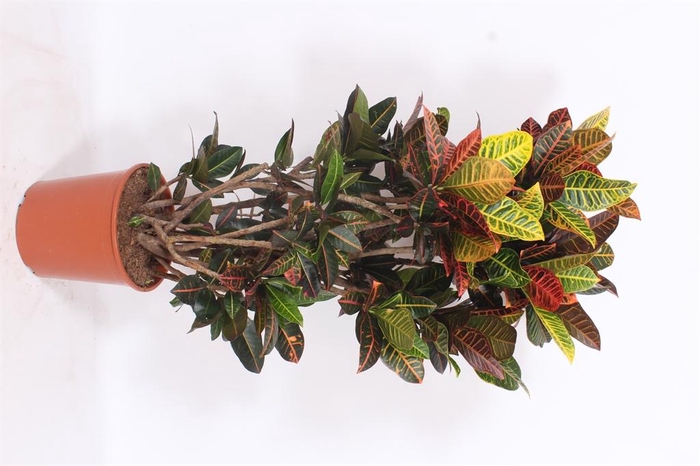 <h4>Codiaeum var. GR 'Petra'</h4>