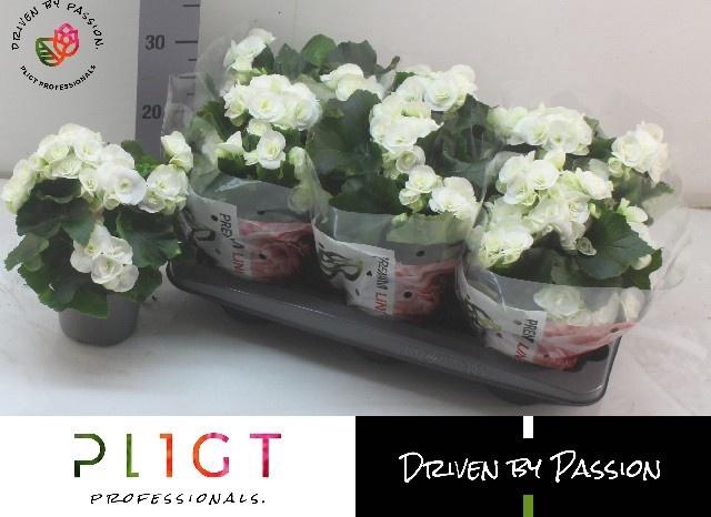 <h4>BEG HL CLARA</h4>