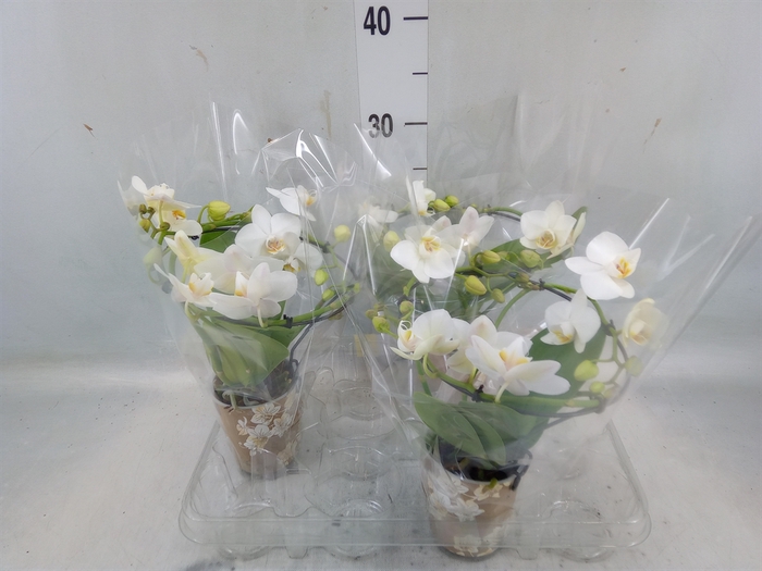 <h4>Phalaenopsis multi.   ...white</h4>