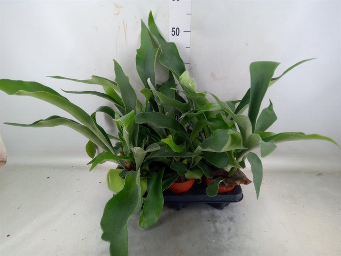 <h4>Platycerium bifurc.</h4>