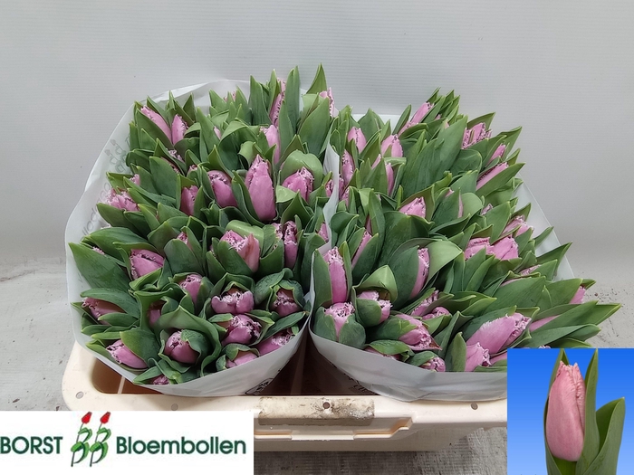 <h4>TU FR PINK SHREDDER</h4>