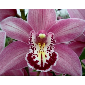 Cymbidium Candy