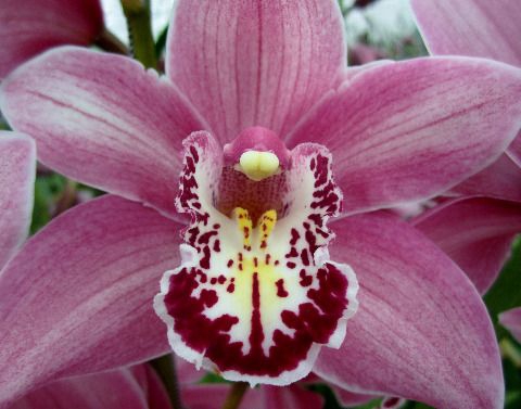 <h4>Cymbidium Candy</h4>