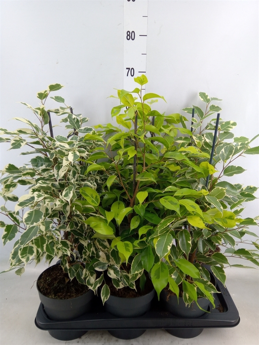 <h4>Ficus benja.   ...mix 3</h4>