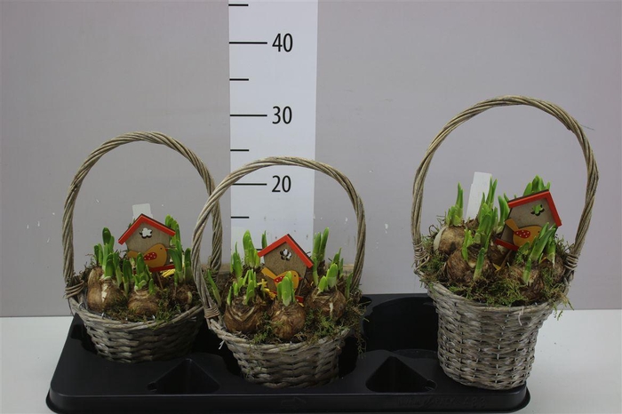 <h4>Arr Narcissus In Hengselmand</h4>