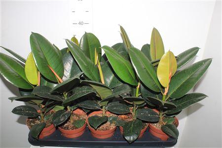 <h4>Fic El Robusta</h4>