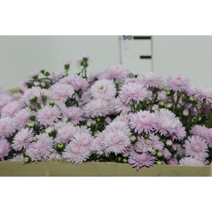 ASTER MARIANA 050 CM ROSA CLARO