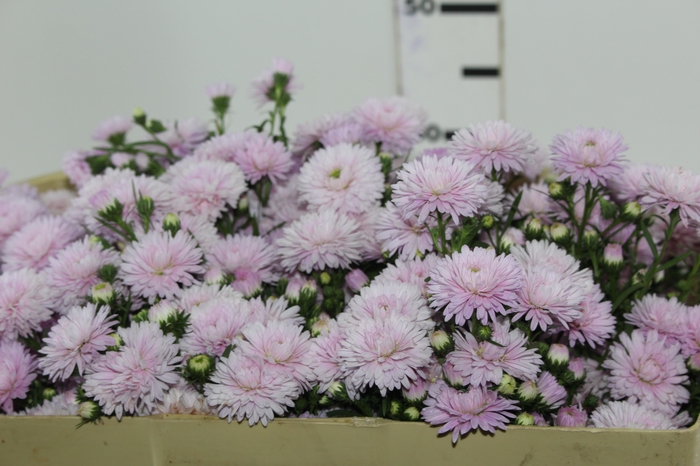 <h4>ASTER MARIANA 050 CM ROSA CLARO</h4>