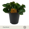 Peperomia Obtusifolia Burning Bush