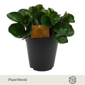 Peperomia Obtusifolia Burning Bush