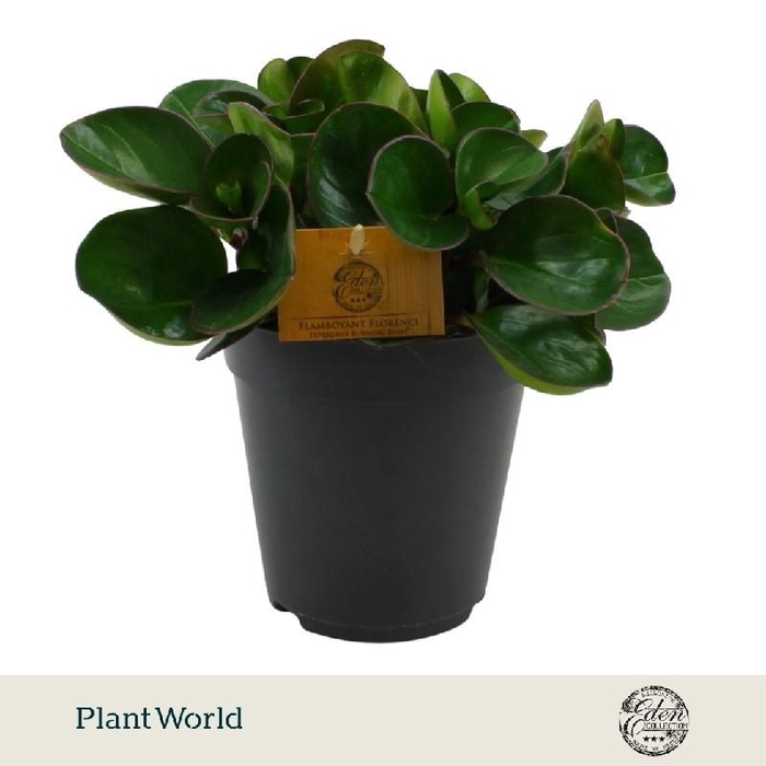 <h4>Peperomia Obtusifolia Burning Bush</h4>