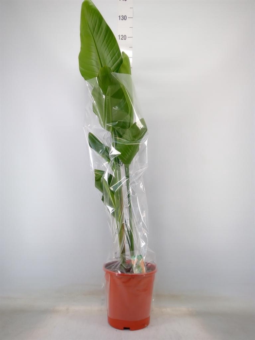 <h4>Strelitzia nicolai</h4>