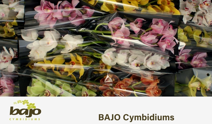<h4>CYMB T GEM</h4>