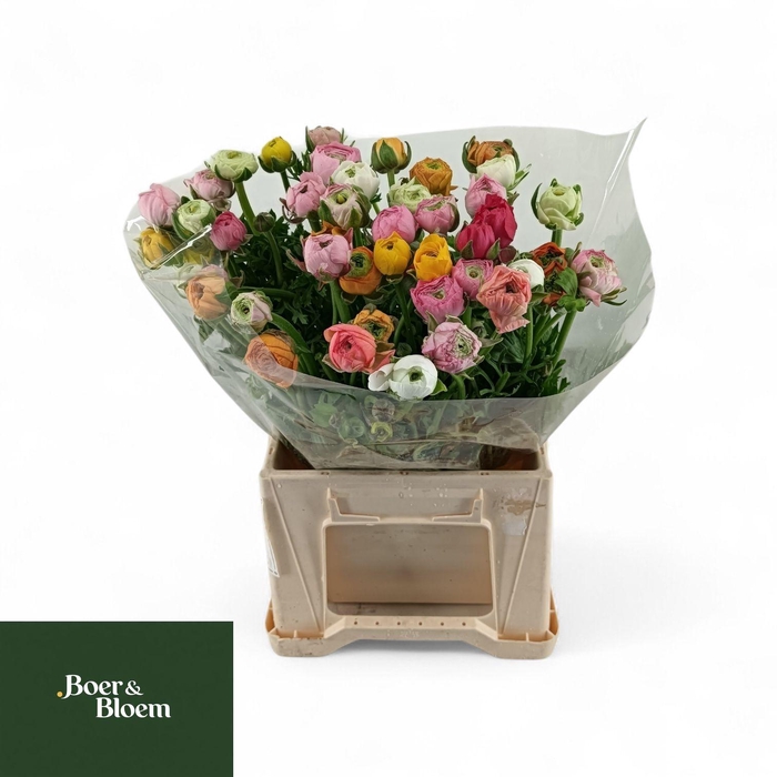 <h4>RAN EL GEM BOS</h4>