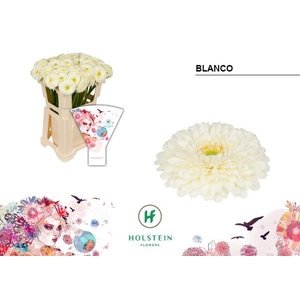 Germini Pomponi Blanco Water