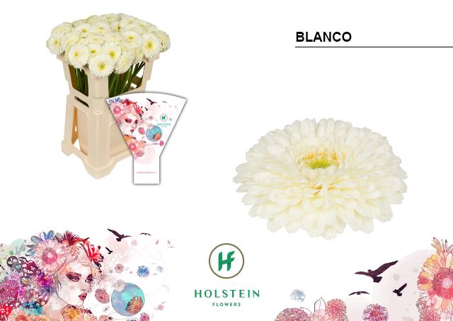 <h4>Germini Pomponi Blanco Water</h4>